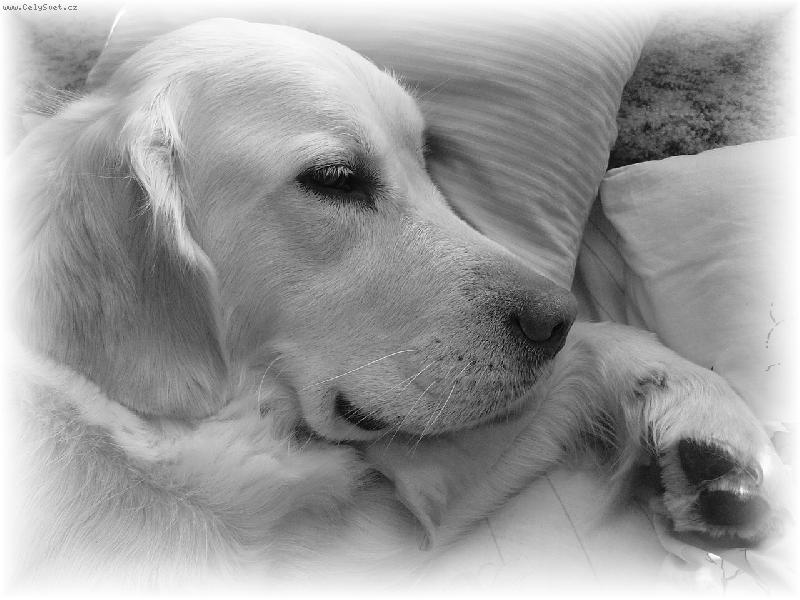 Foto: Eliska-Chvilku na to mi moje "příšerka" usnula :-)