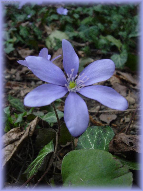 Foto: Foto kytky-já nevím co to je za kytku takže se omlouvám za špatný název....