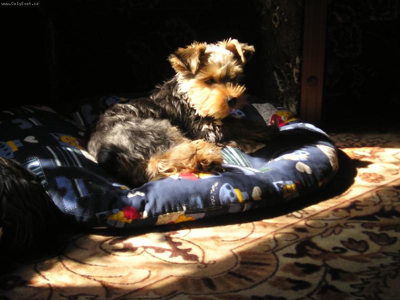 Foto: Náš čumáček-kdo je u vás doma pán?