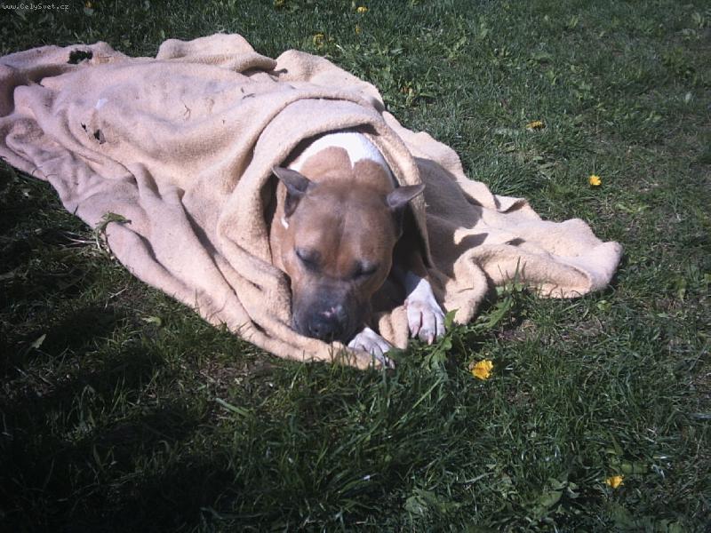 Foto: přestávka-pes v dece