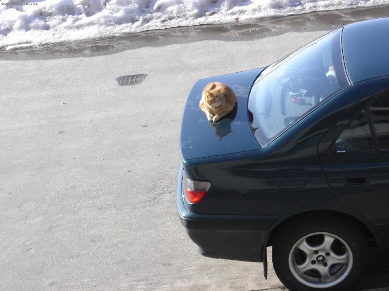 Foto: relaxace na sluníčku-Kuba na sousedovic autě