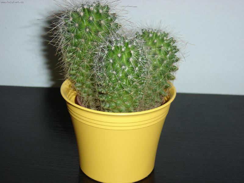 Foto: nejoblíbenější kaktusek-Můj milášek