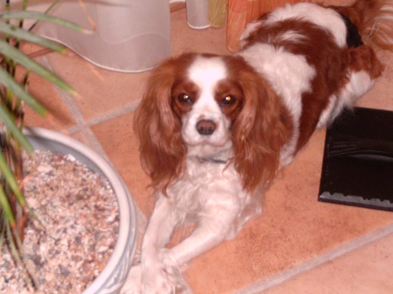 Foto: Lucíšek-naše malá dámička (nožky pres sebe:-D )tak si vzdycky lehne sama:-)