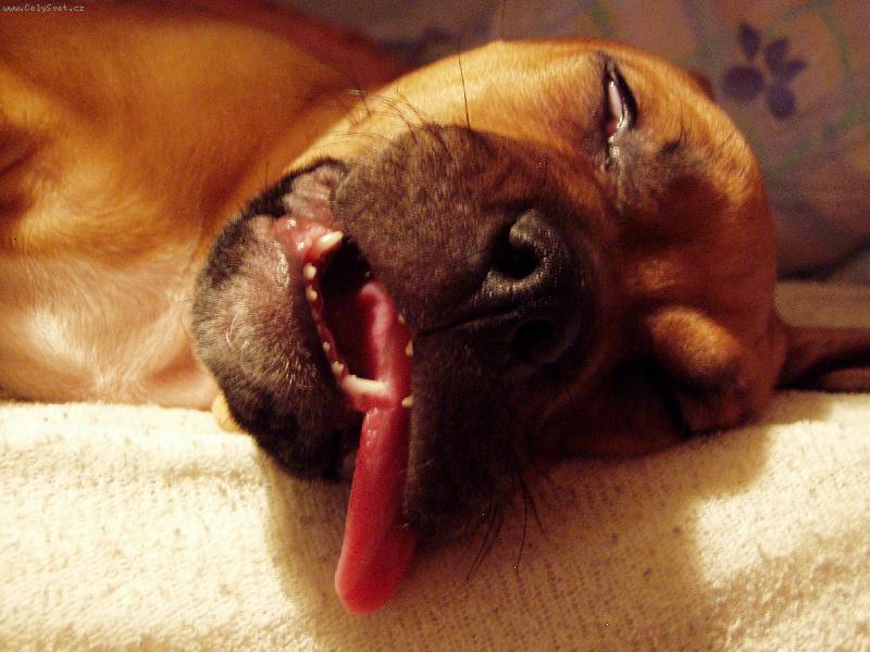 Foto: Když spím, tak spím-Dvouměsíční Rocky