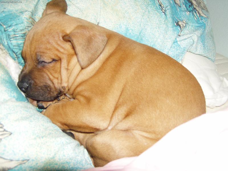 Foto: Klubíčko-Dvouměsíční Rocky