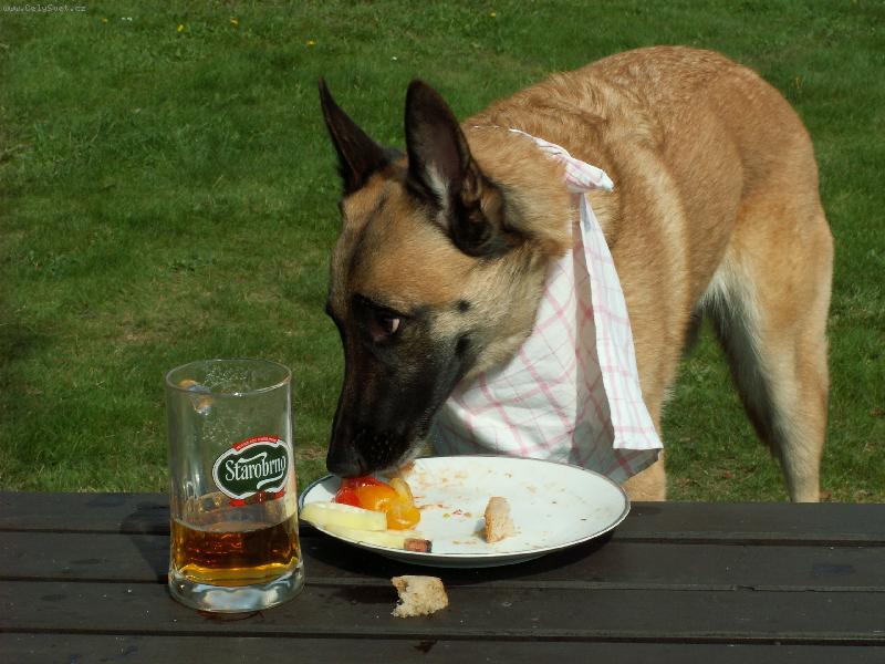 Foto: NÁŠ PES NA DOVOLENÉ 1-OBĚD