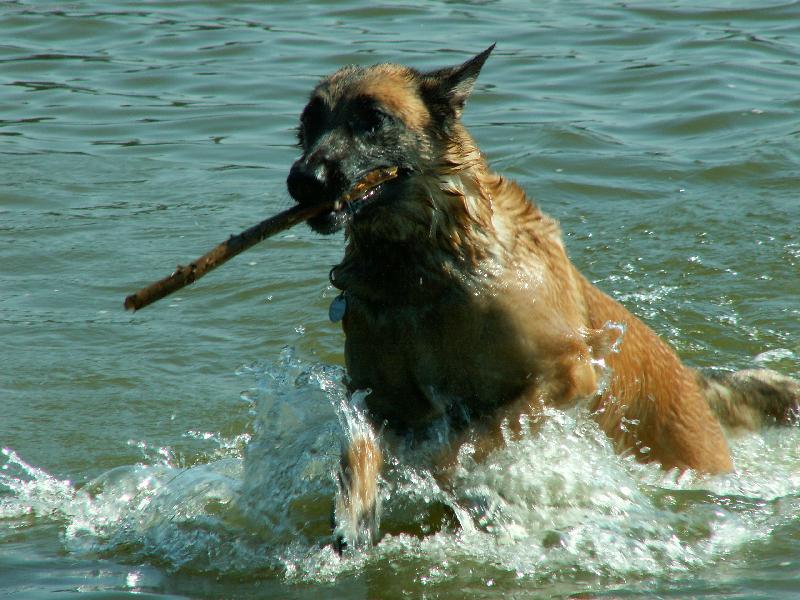 Foto: NÁŠ PES NA DOVOLENÉ 2-koupání