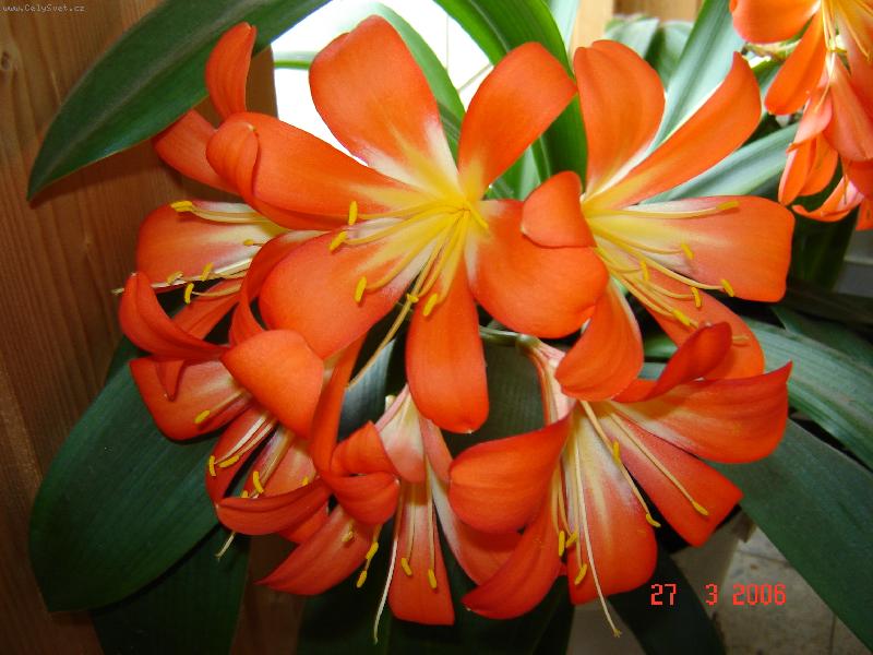 Foto: Rozkvetlá klívie