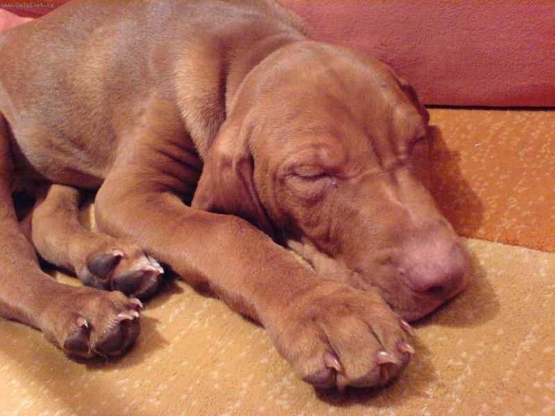 Foto: Pt spinkám...