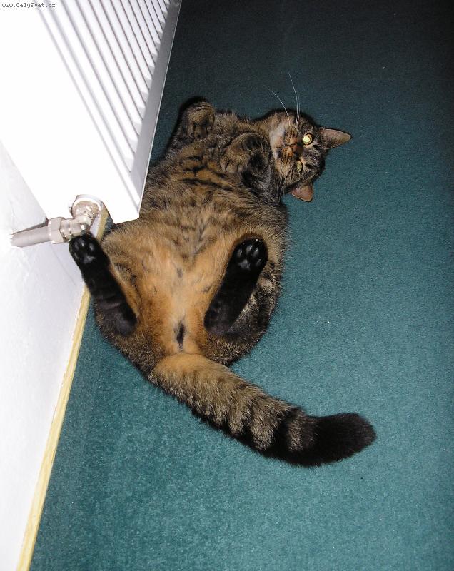 Foto: Kuk!-Kdo by nechtěl být kočkou?:o)