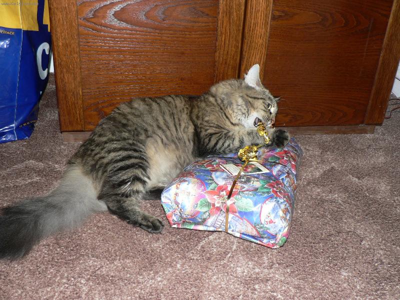 Foto: Vánoce a Miláček-SAKRA ,TO NEJDE ROZDĚLAT