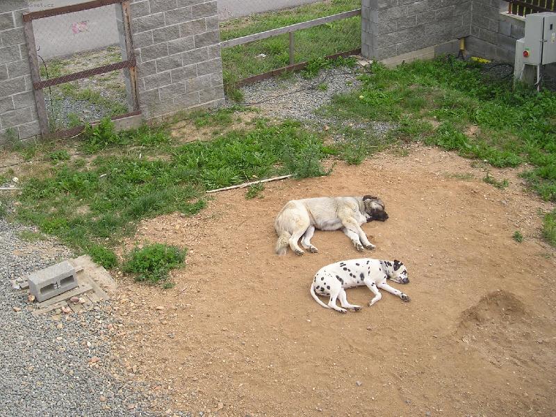 Foto: Odpočinek-Naši pejsánci si dali pauzičku