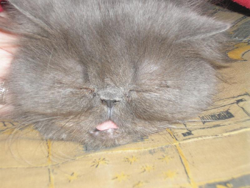 Foto: ospala Letinka-uz jdu spinkat,tak me nech:-)