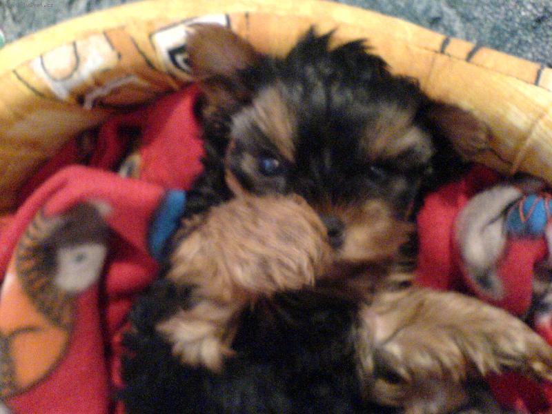 Foto: Speedy-Právě po probuzení