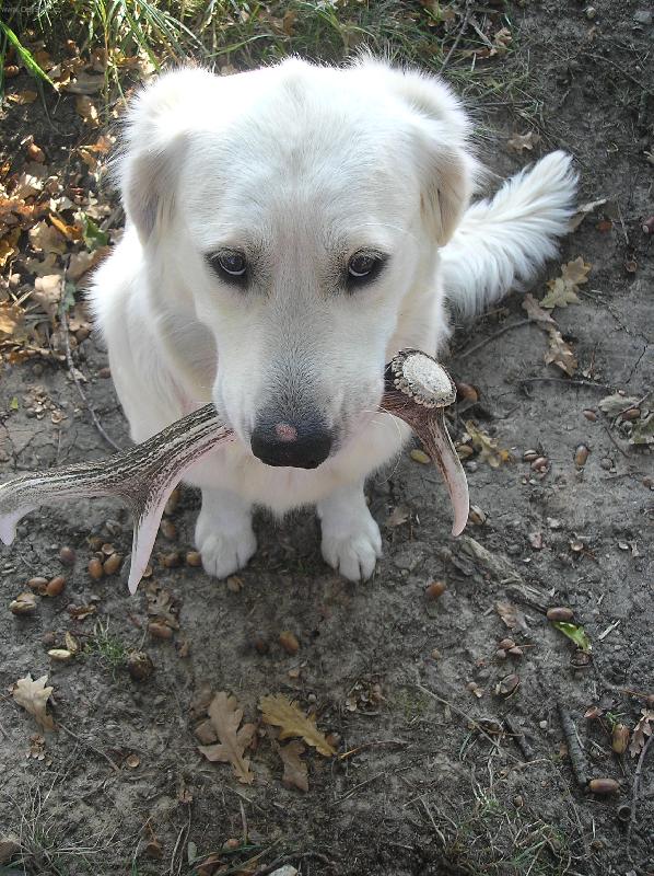 Foto: čekám!!!!-Zase ten aport!!!!!Ach jo... :)