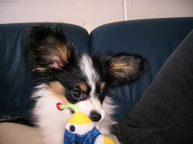 Foto: Denny s hrčkou-To je moje hračka, nikomu jí nedám...