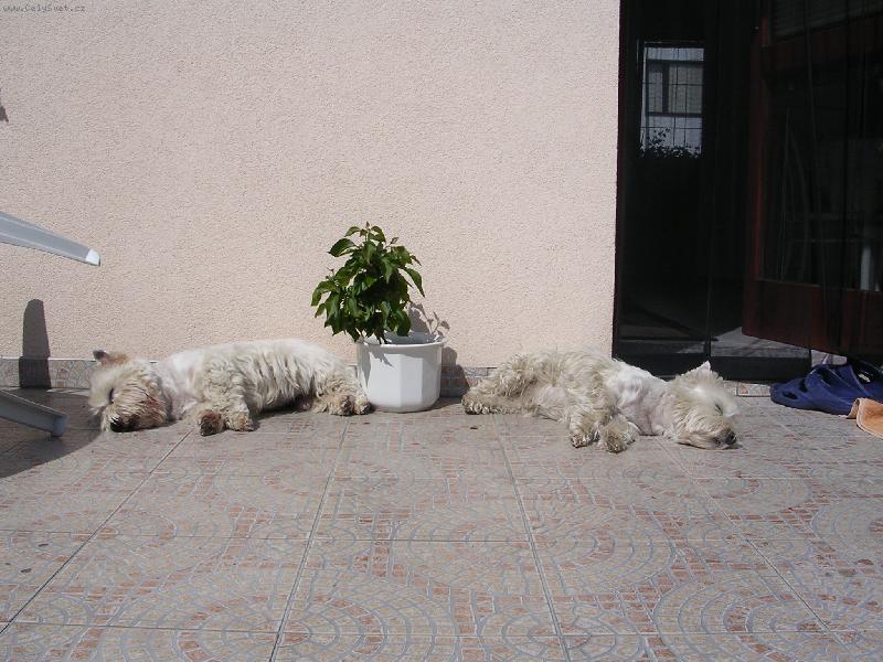 Foto: Konečně  sluníčko-naši miláčci