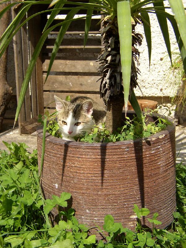 Foto: Neznám nic lepšího...-než se válet u moře pod palmou :-D