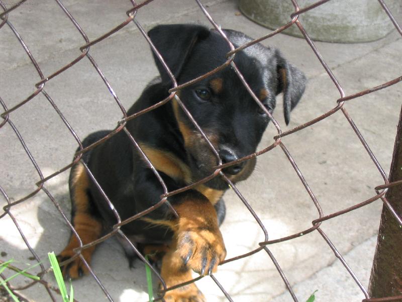 Foto: Jagdterrier Bony - štěně v kotci