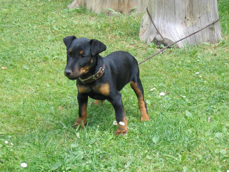 Foto: Jagdterrier Bony - štěně