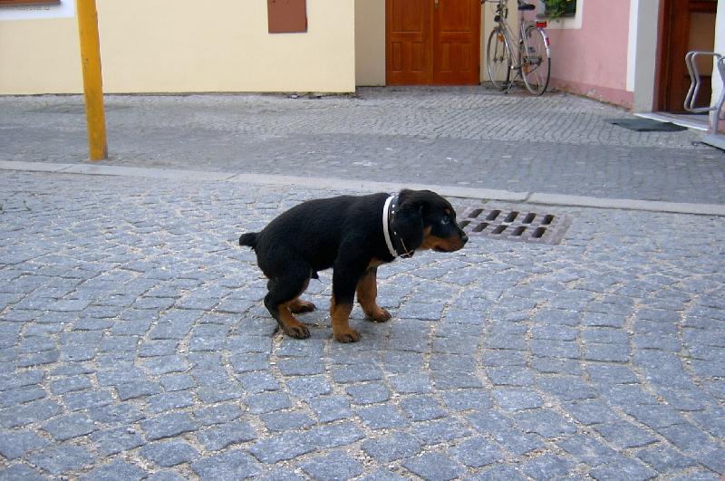 Foto: A ještě vyčurat a můžum jít domu!!! :-)-cíííík