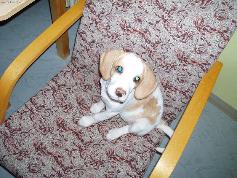 Foto: Daphne-Daphne volat domů