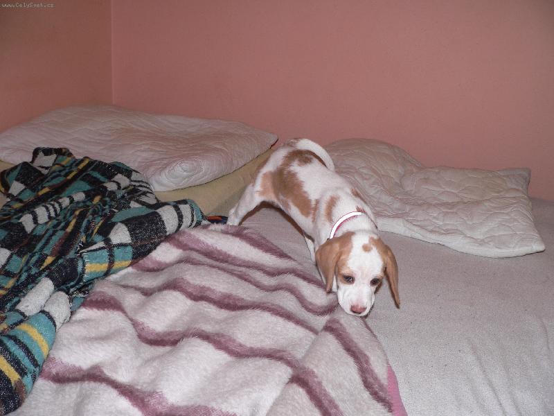 Foto: Brrrr to je ale dneska zima...-Já se chci taky přikrejt..