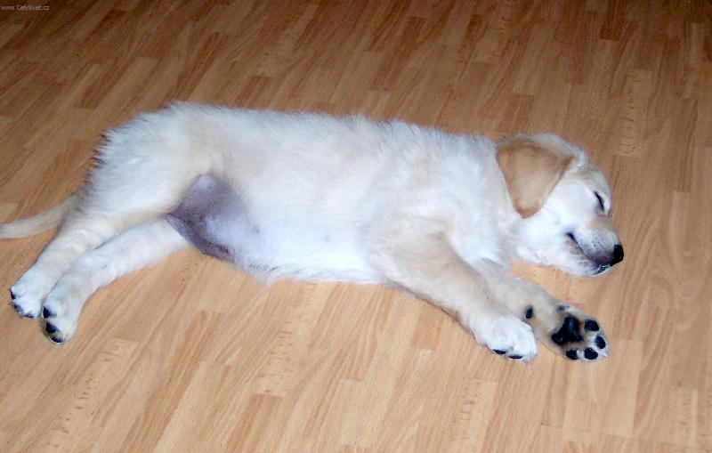 Foto: Jessie v limbu-naše Jessie přemýšlí:" To byl ale dobrý oběd!"