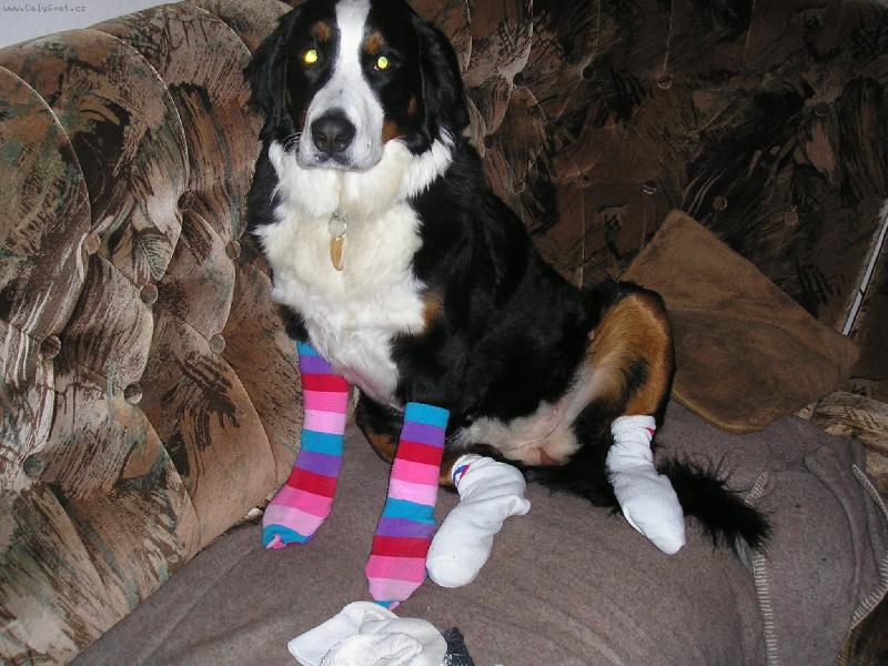 Foto: Naše Sára neví co by-A pak kde mám ponožky