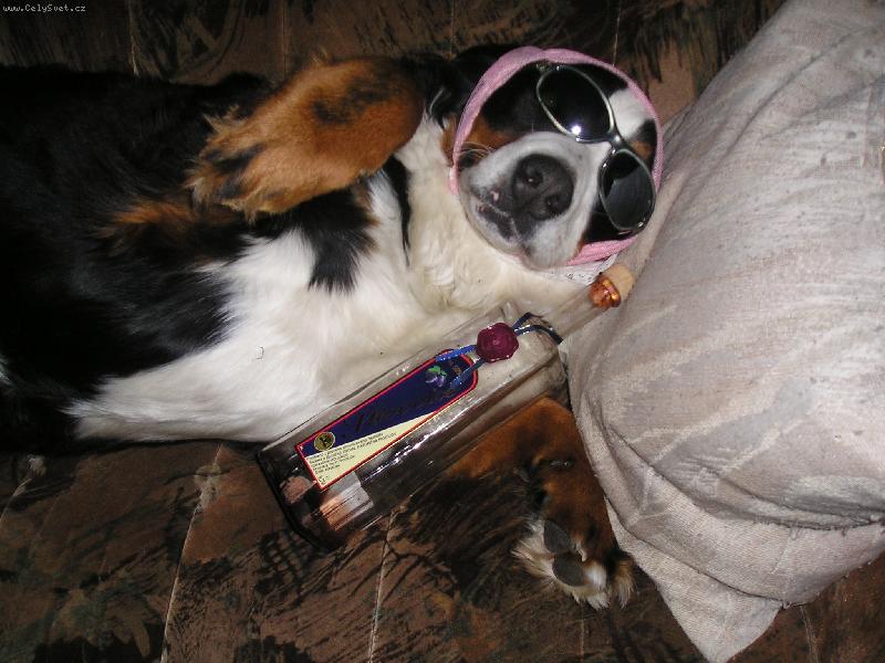 Foto: Ani se nepodělila-vlk je alkoholik