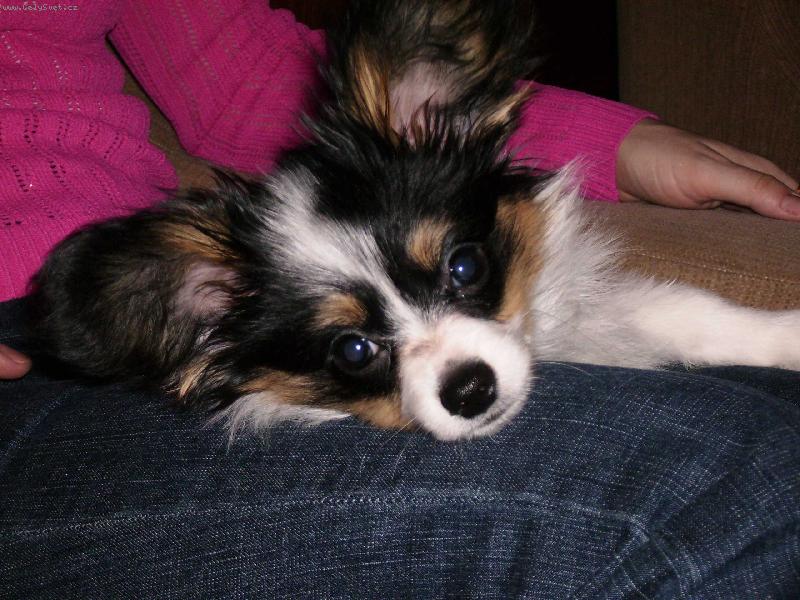 Foto: Denny odpočinek-Jsem mooc unavený - u paničky je nejlíp