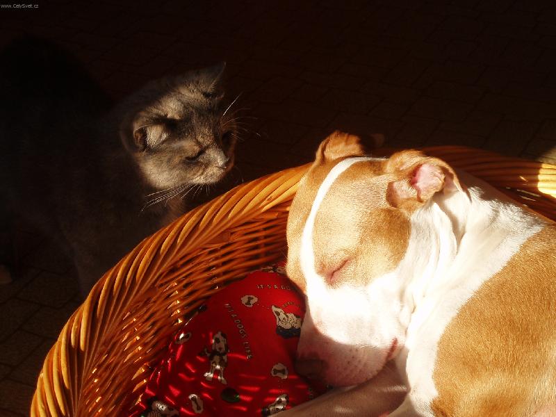 Foto: Angel a kamarádka Sheila