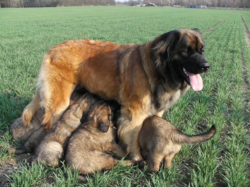 Foto: CHS Galaxy Oss-Snídaně v trávě