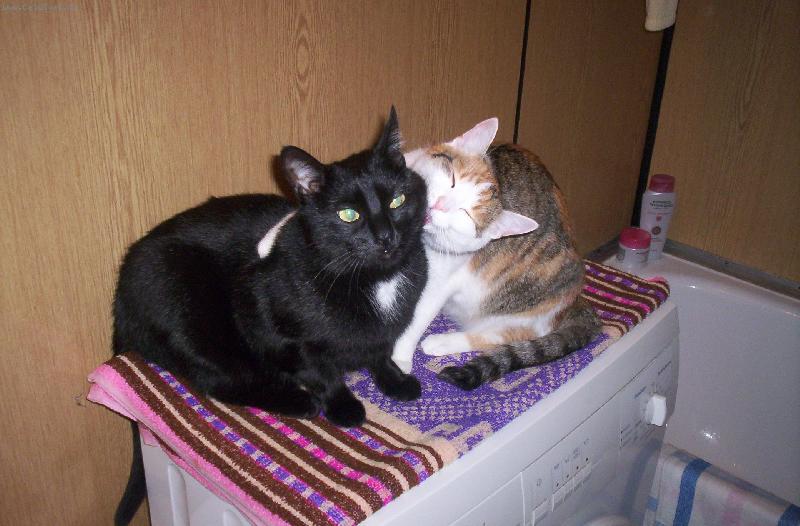 Foto: Moje kočičky-Umýt a spát :o)