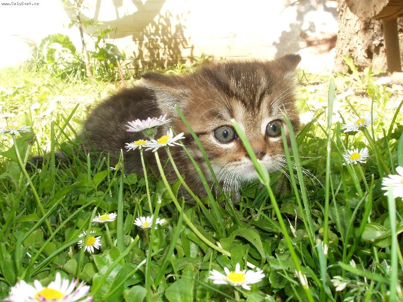 Foto: Happy-jsem připraven na lov!