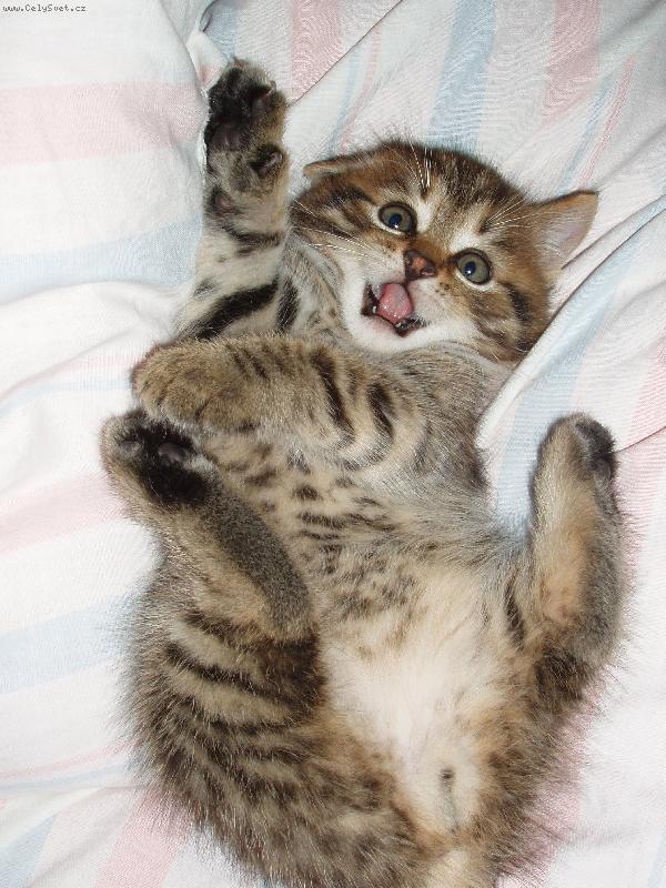 Foto: Happy-dejte mi už všichni pokoj!!