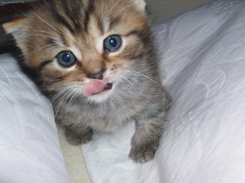 Foto: Happy-co mi dáš dobrého?