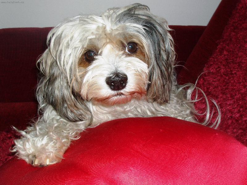 Foto: Rocky-jsem srdcový pes...