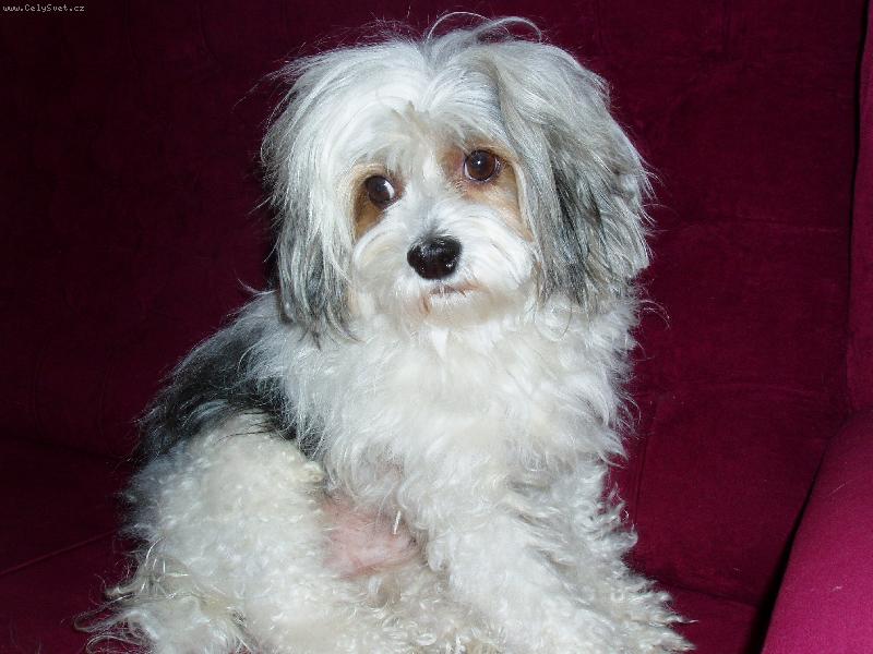 Foto: Rocky-nekoukejte na mě tak smutně...