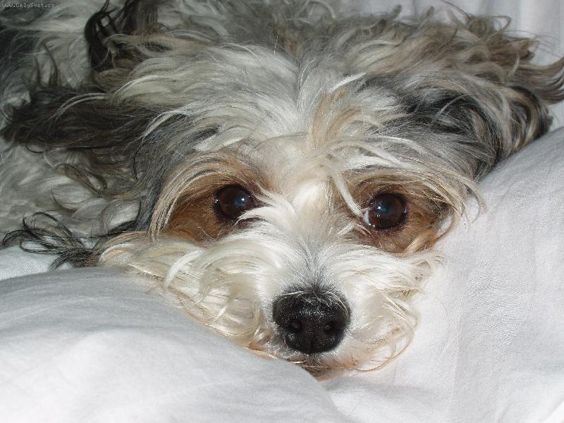 Foto: Rocky-miluješ mě??