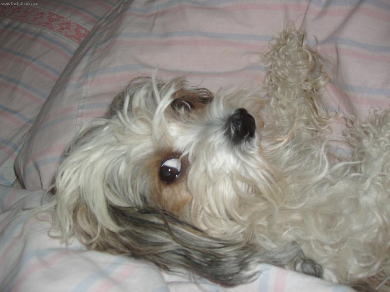 Foto: Rocky-no co, už chci spát!!