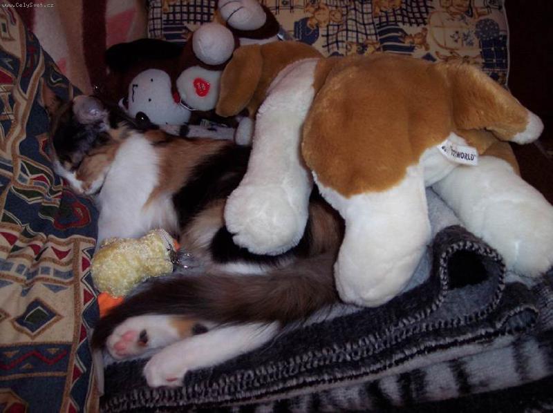 Foto: Jako u maminky-Derinka odpočívá