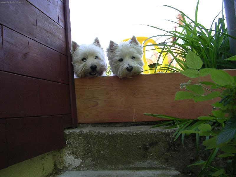 Foto: nesmí na kočičky!-naši miláčci