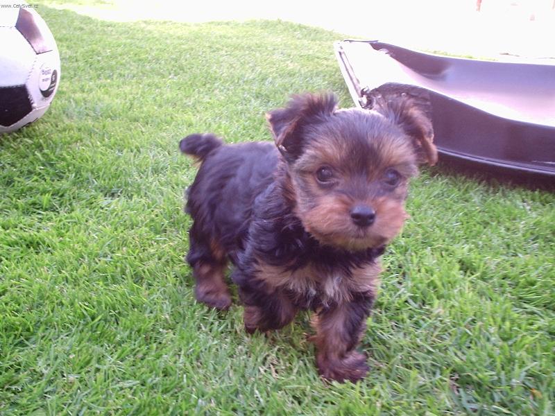 Foto: Jerrynek-ještě jako miminko