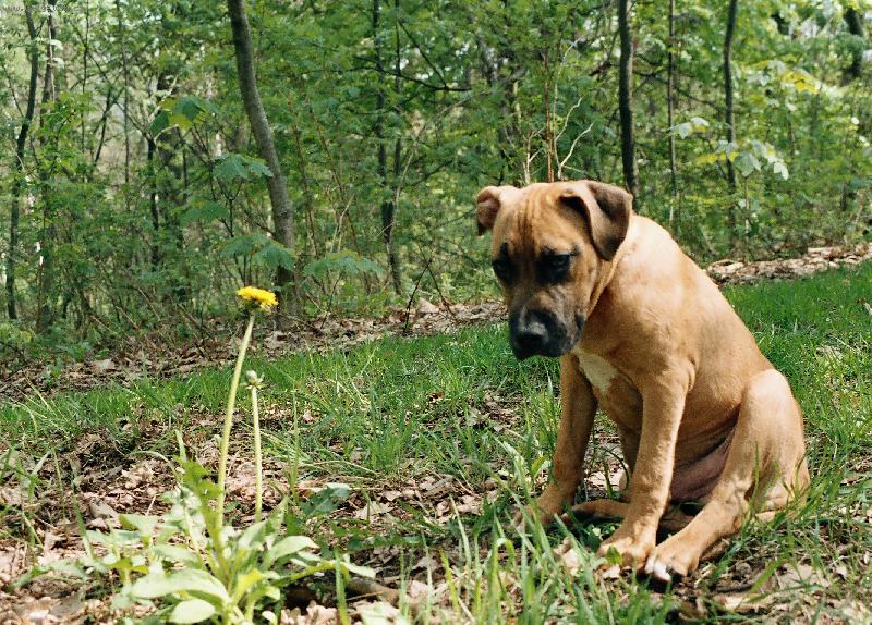 Foto: Gaston a pampeliška