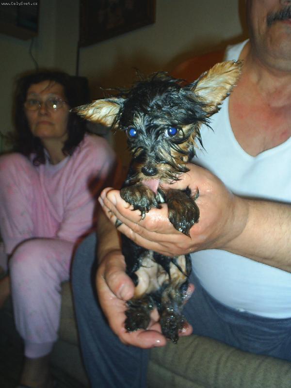 Foto: Nelinka jako čivava-jorkšírek po vykoupání přeměněný na čivavu :)
