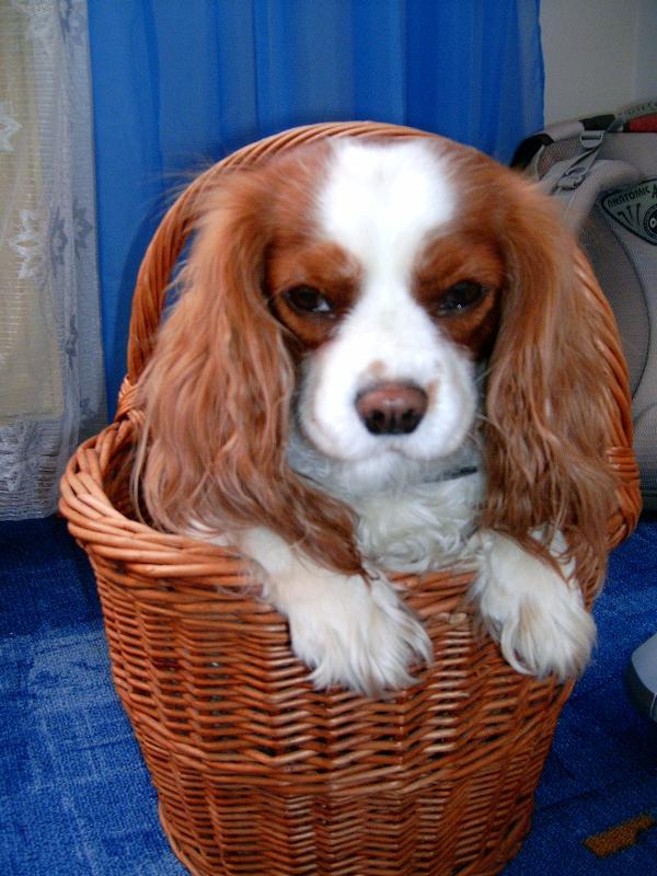 Foto: Lucííška-na Velikonoce (novej druh kralíčka:-D)