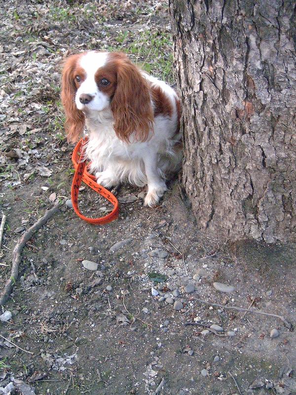 Foto: Lucííška-to je ale poslusnej pejsek tomu neodolas a posles 5 bodu vid?:-*kujiiii