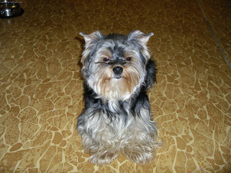 Foto: Trošku napitej....:-)