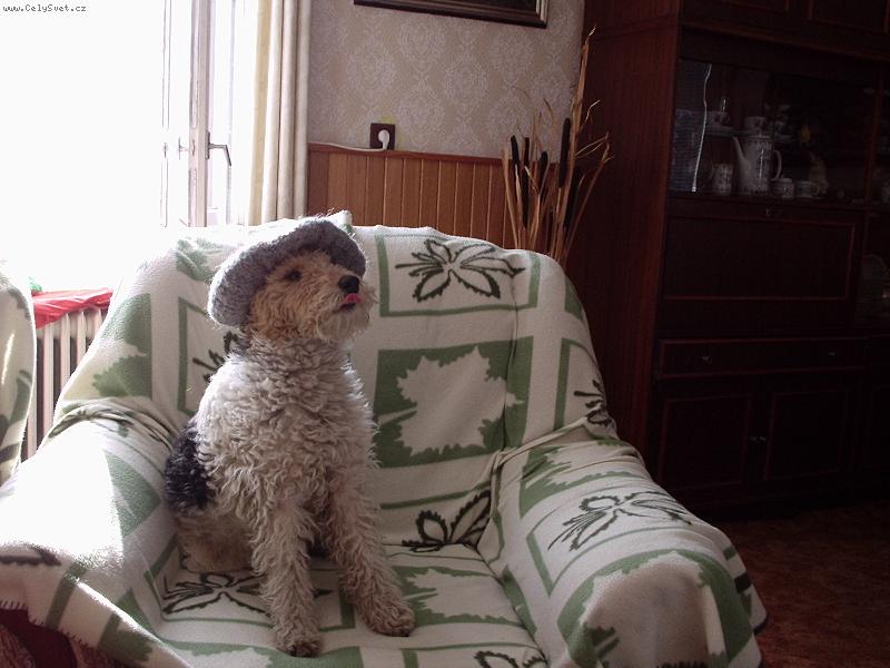 Foto: krasavec-náš Timeček s čepicí,kterou ukrad babičce